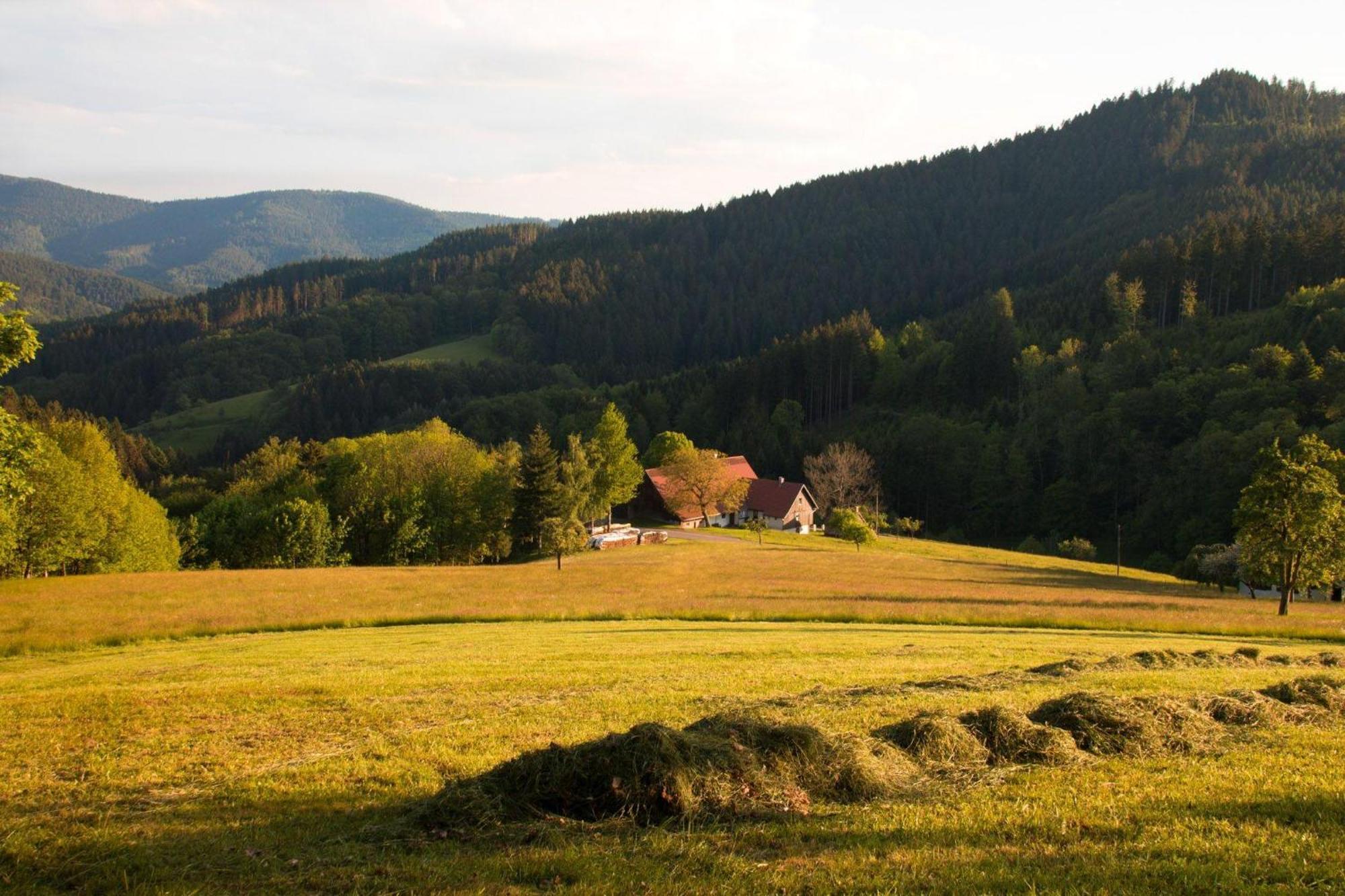 Ferienwohnung Am Kapellenberg - Am Rande Des Nationalparks Schwarzwald Bad Peterstal-Griesbach Esterno foto